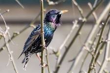 Star_Sturnus_vulgaris