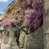 Glicinia de la Casa de Los Escudos en Ponferrada