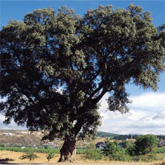 Encina de San Blas en Campo