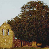 Tejo en San Cristóbal de Valdueza