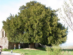 Tejo en San Cristóbal de Valdueza